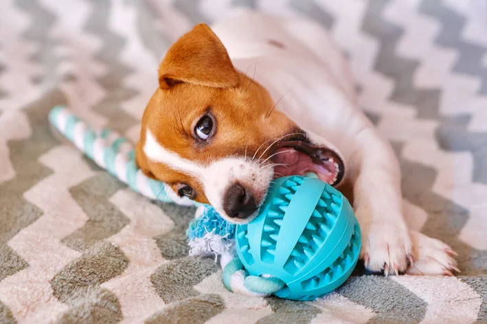 cachorro mordendo uma bolinha