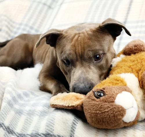 pelucias são brinquedos perigosos para cães
