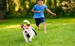 cachorro fujão no parque