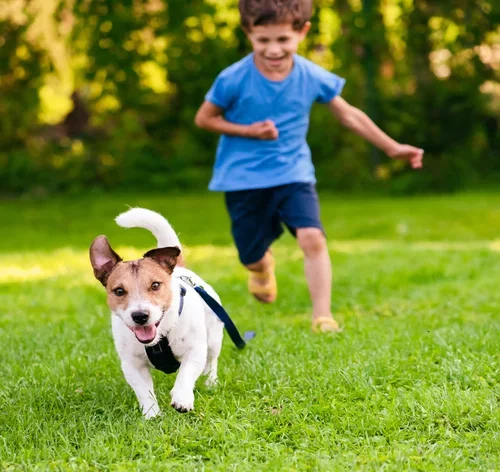 cachorro fujão no parque