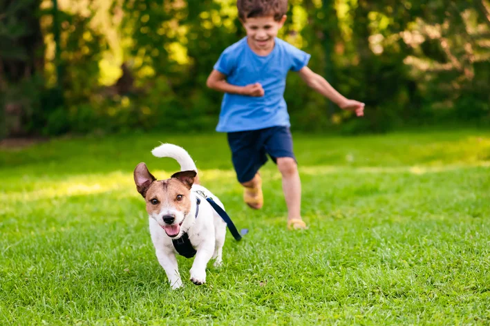 cachorro fujão no parque