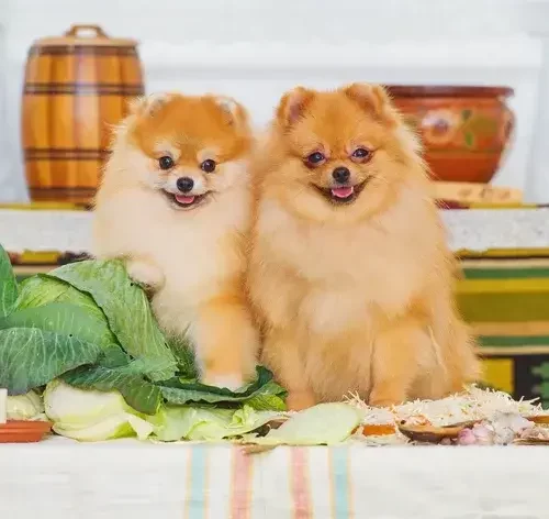 Dois cachorros da raça Spitz Alemão em uma bancada, próximos de uma couve