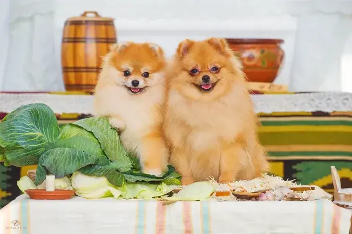 cachorro pode comer couve manteiga na mesa