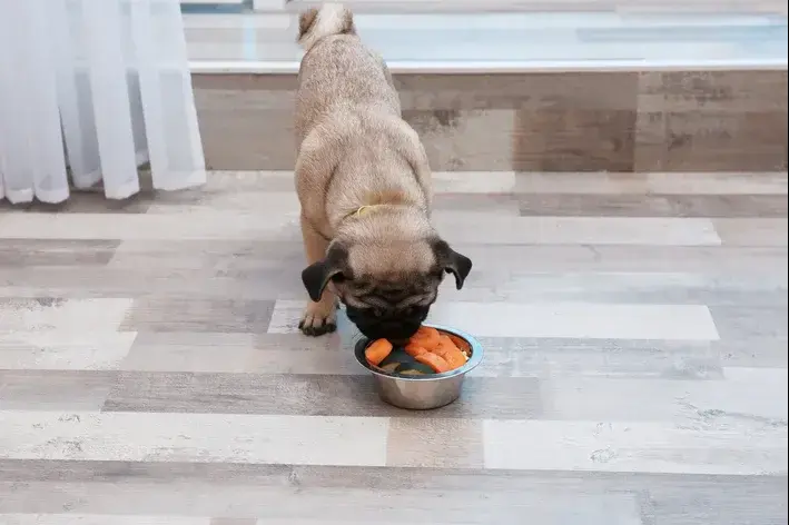 cachorro pode comer couve como petisco