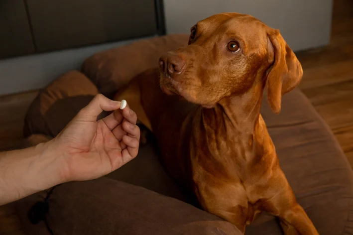 cachorro tomando vermífugo