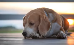 cachorro com câncer de próstata