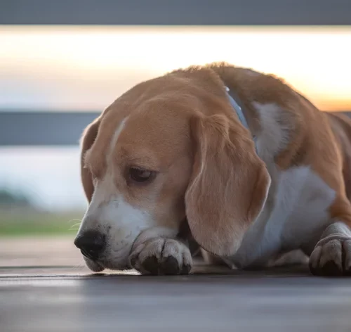 cachorro com câncer de próstata
