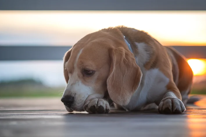 cachorro com câncer de próstata