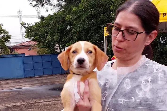 voluntário ação cobasi cuida ampara