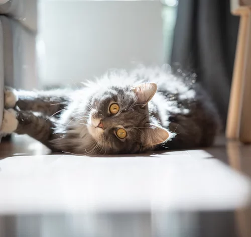 Convulsão em gato: o que fazer, causas, sintomas e prevenção 1