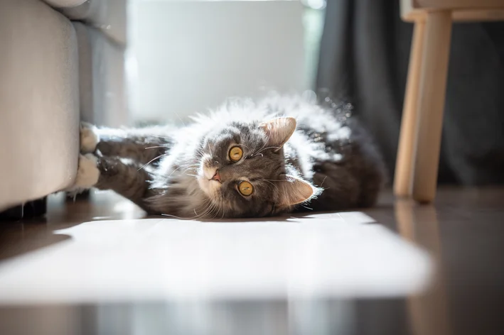 gato deitado no cão com convulsão