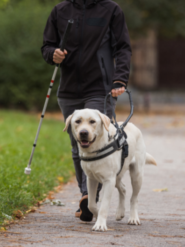 6 curiosidades sobre o cão-guia