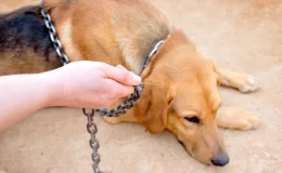 deixar cachorro preso na chuva ou sol é crime