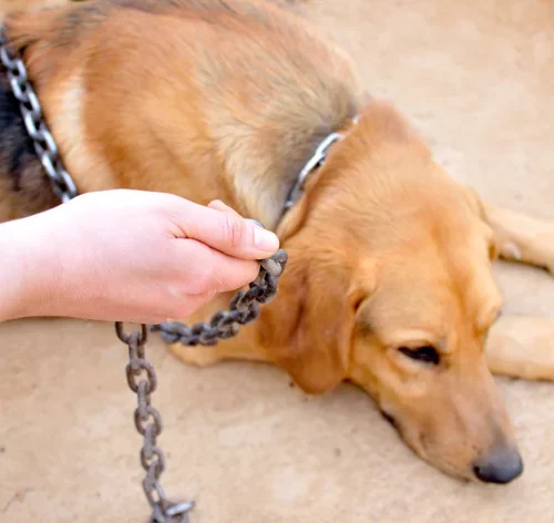 deixar cachorro preso na chuva ou sol é crime