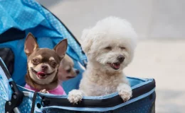 cachorros passeando em um carrinho de bebê