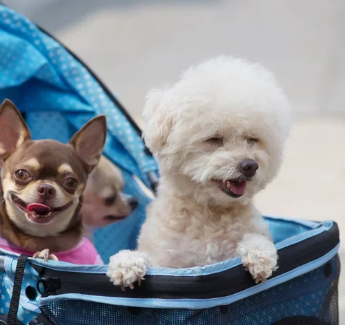 cachorros passeando em um carrinho de bebê