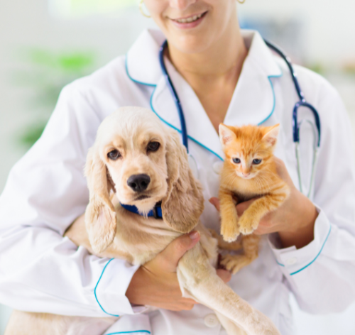 quando-levar-pet-no-veterinario (1)