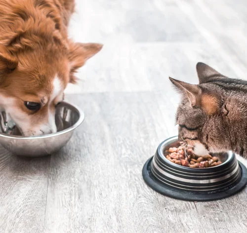 cachorro e gato comendo ração prohealth