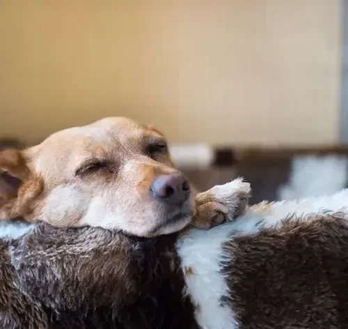 cachorro deitado com remela no olho