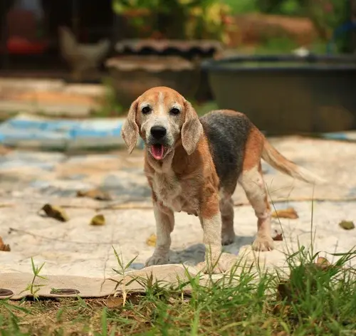 Cachorro com sarna sarcoptica