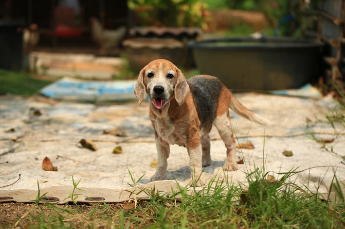 Cachorro com sarna sarcoptica 