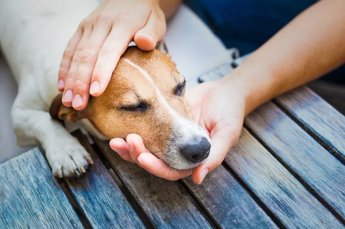 cachorro com dor na boca