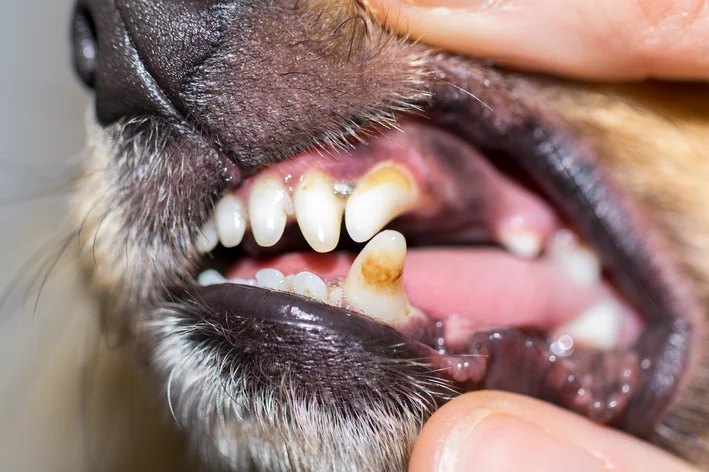 tartarectomia é uma cirurgia que evita tártaro em cachorro