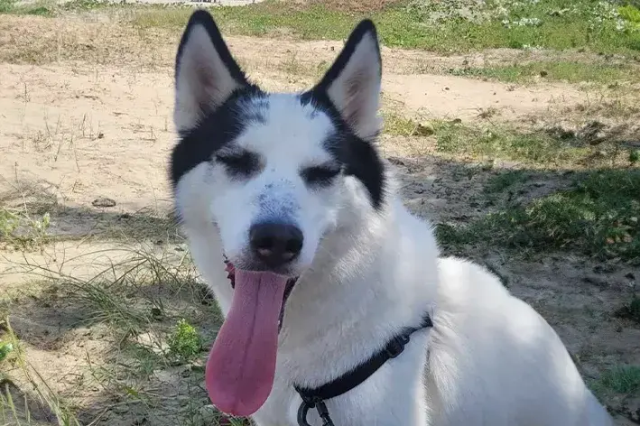 husky siberiano pode ficar no calor