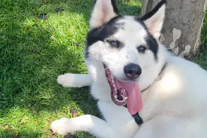 husky siberiano se adapta ao calor