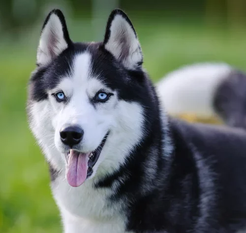 husky siberiano cuidados calor