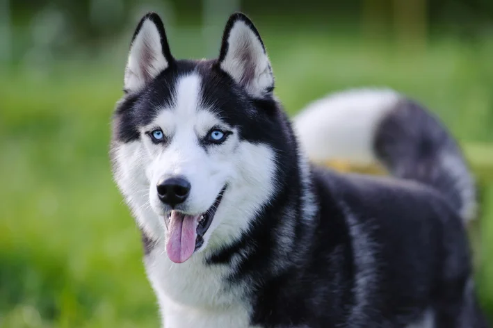 husky siberiano cuidados calor