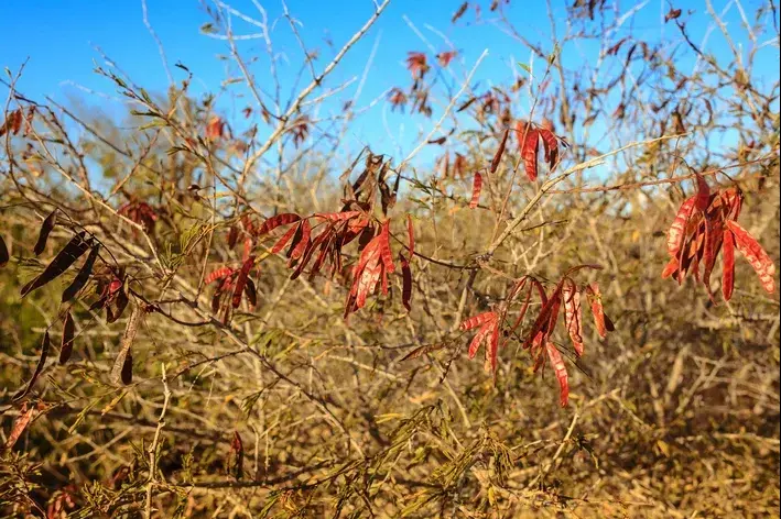 espécies endêmicas da caatinga