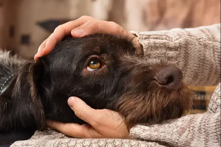 o que os cachorros pensam quando seu dono sai