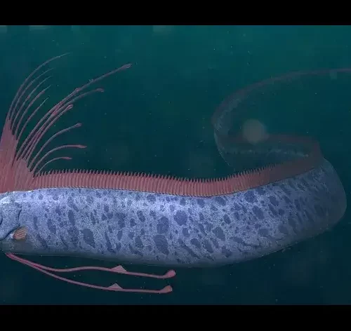 peixe-remo