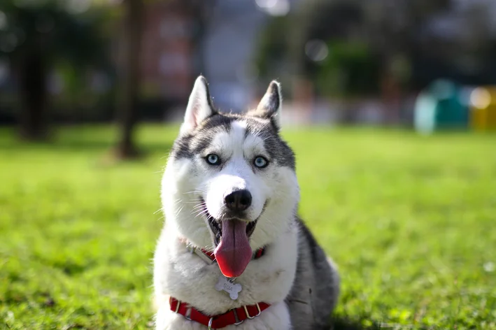 husky siberiano no calor