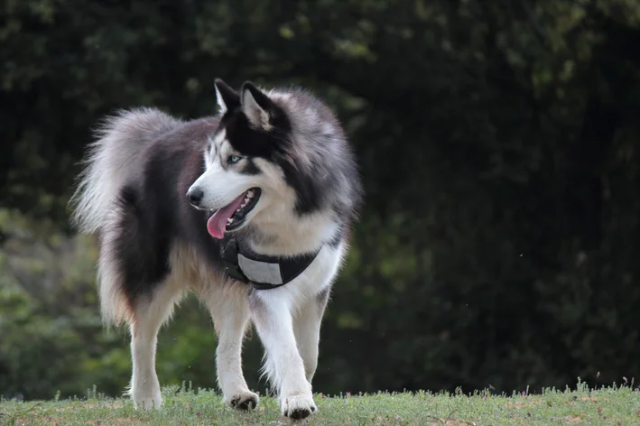 husky no calor