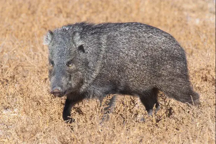 animais endêmicos da Mata Atlântica