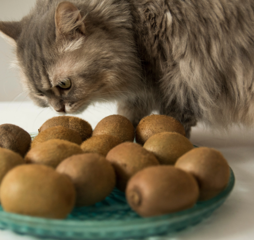 gato pode comer kiwi