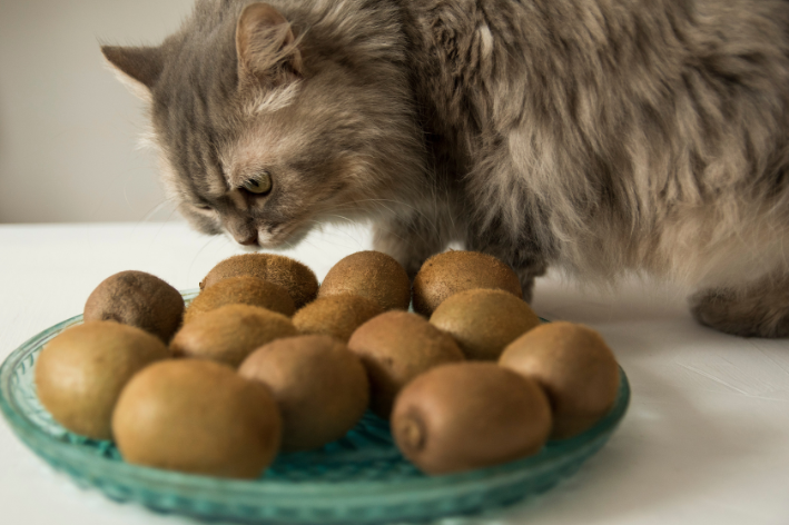 gato pode comer kiwi