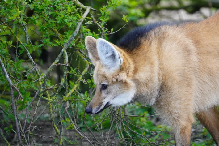 animais endêmicos do pantanal