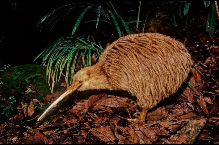 Kiwi-de-okarito