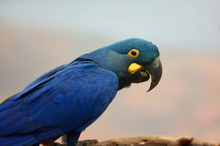 arara-azul no poleiro