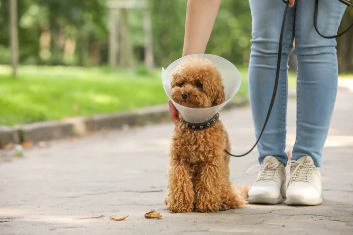 cachorro com colar elisabetano