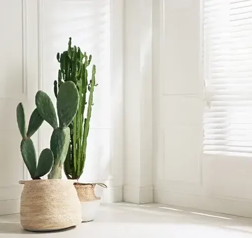 cactos grandes no vaso