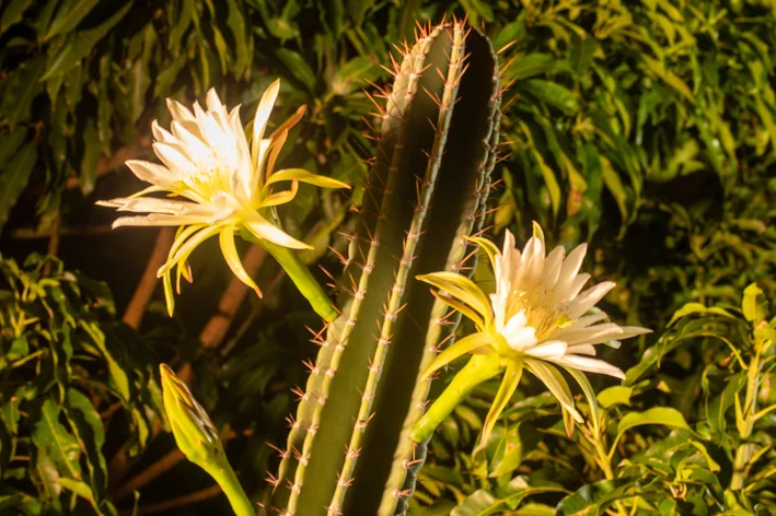 cacto mandacaru grande com flores