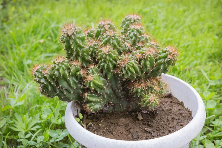 cacto monstro no vaso