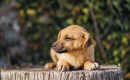 cachorro deitado no chão quente