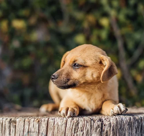 cachorro deitado no chão quente