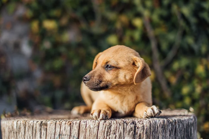 cachorro deitado no chão quente