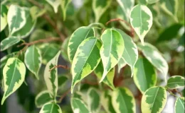 folhas de Ficus Benjamina